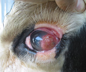 fit_0100_110914_cow_eye_tumor